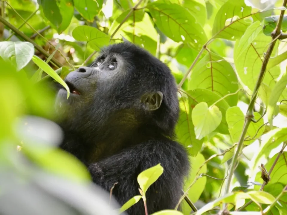 uganda-gorilla-trekking-in-low-season