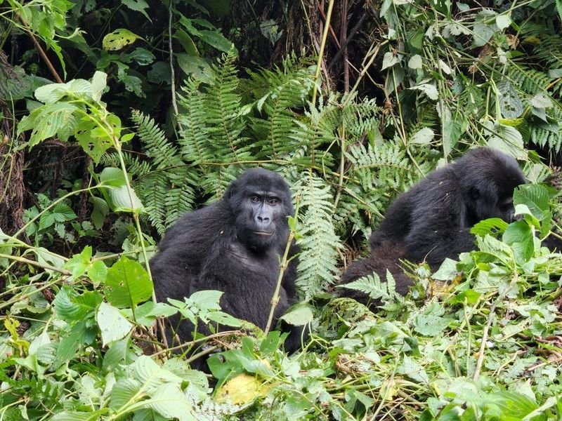 gorilla-trekking-in-buhoma-sector-bwindi