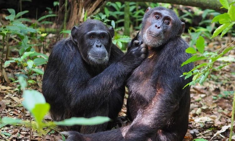 discover-hidden-wildlife-gems-in-rwanda