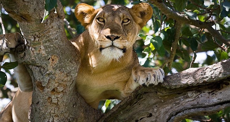 Akagera vs Queen Elizabeth National Park – Best Experience