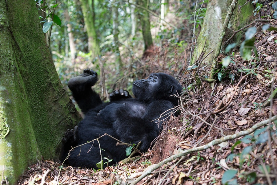gorilla-trekking-in-nkuringo-sector-bwindi
