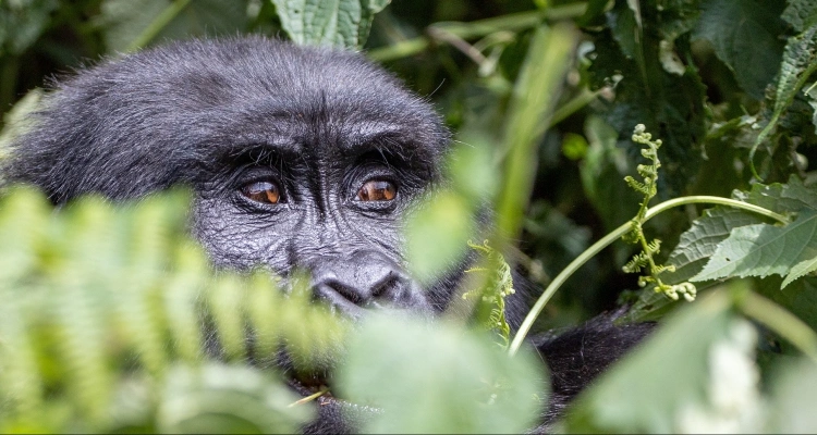 how-much-does-gorilla-safari-cost-in-uganda
