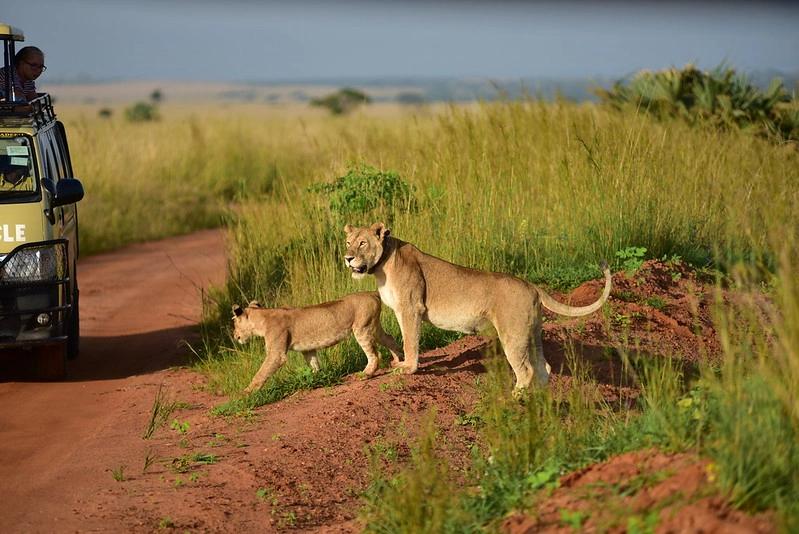 big-five-tours-in-uganda