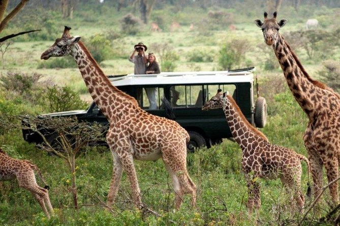 uganda-game-drives-vs-kenya-tanzania-which-is-better