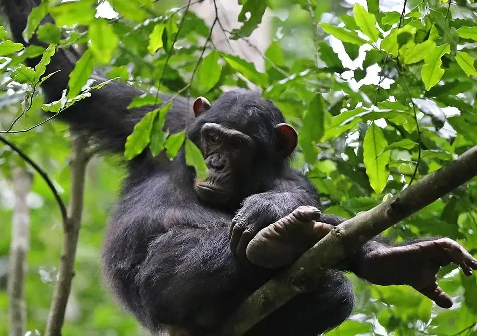 how-long-is-needed-for-both-gorilla-and-chimps-tour-in-uganda