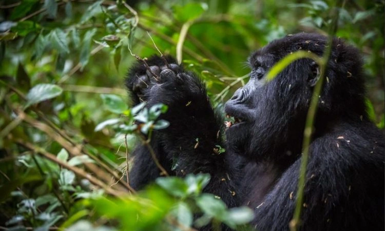 gorilla-safari-companies-in-uganda