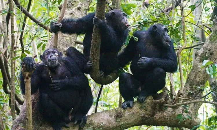 why-kibale-is-called-the-primate-capital-of-the-world
