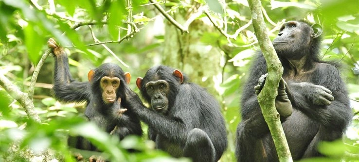 birding-chimpanzee-tracking-combo-safaris-in-kibale