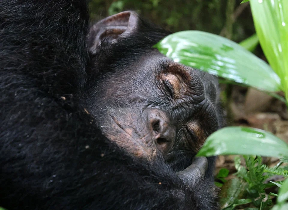 uganda-vs-rwanda-chimpanzee-tracking-which-is-better