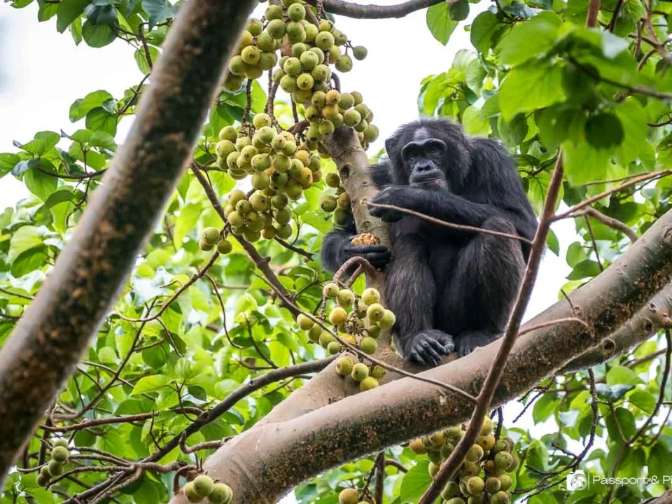 how-to-book-chimpanzee-permits-in-uganda