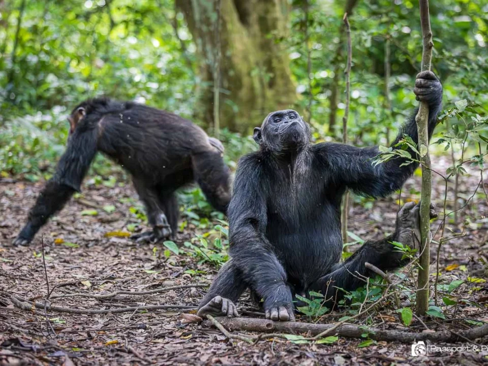 combining-chimpanzee-tracking-with-gorilla-trekking