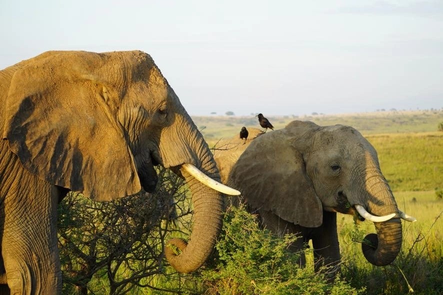 top-national-parks-in-uganda-and-rwanda-you-must-visit