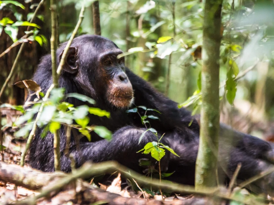 photography-tips-for-chimpanzee-tracking-in-dense-forests