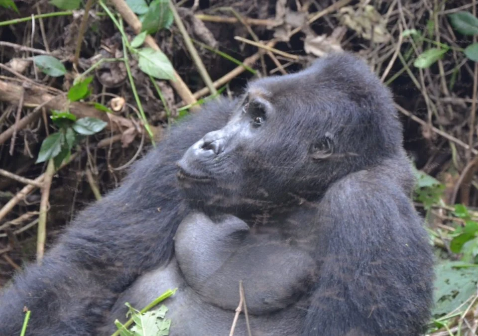 how-easy-or-difficult-is-gorilla-trek-in-rwanda