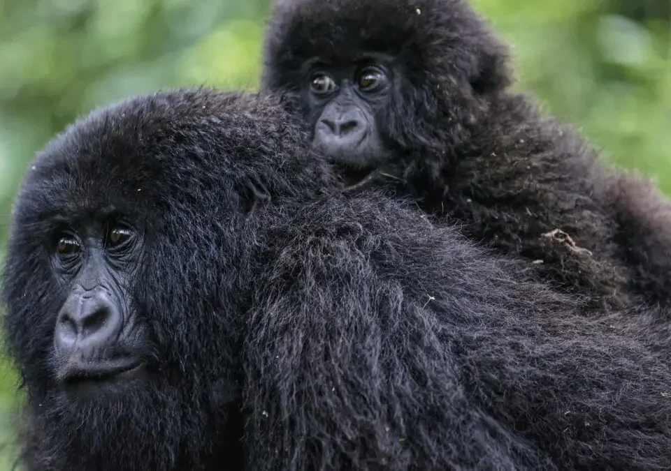 is-rwanda-worth-the-higher-gorilla-permit-price