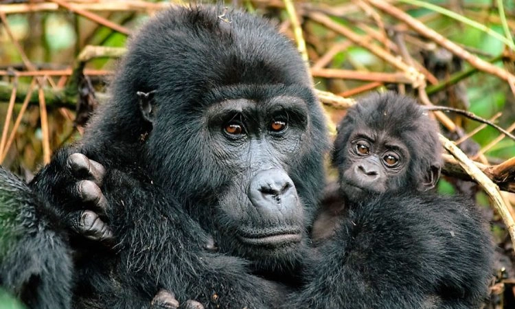 gorilla-trekking-in-rushaga-sector-bwindi