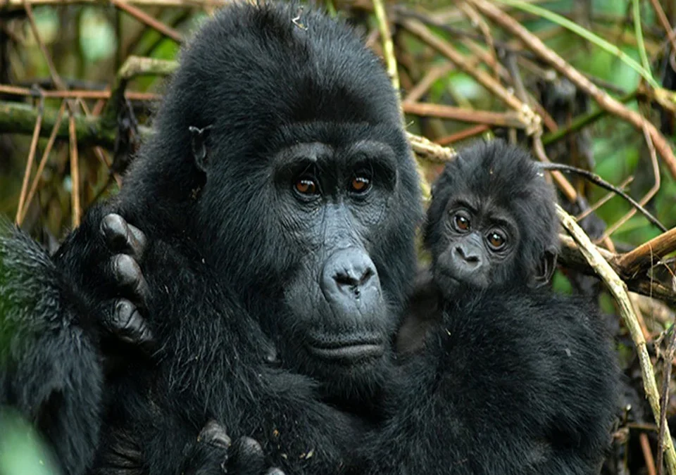 uganda-gorilla-safaris-starting-from-kigali