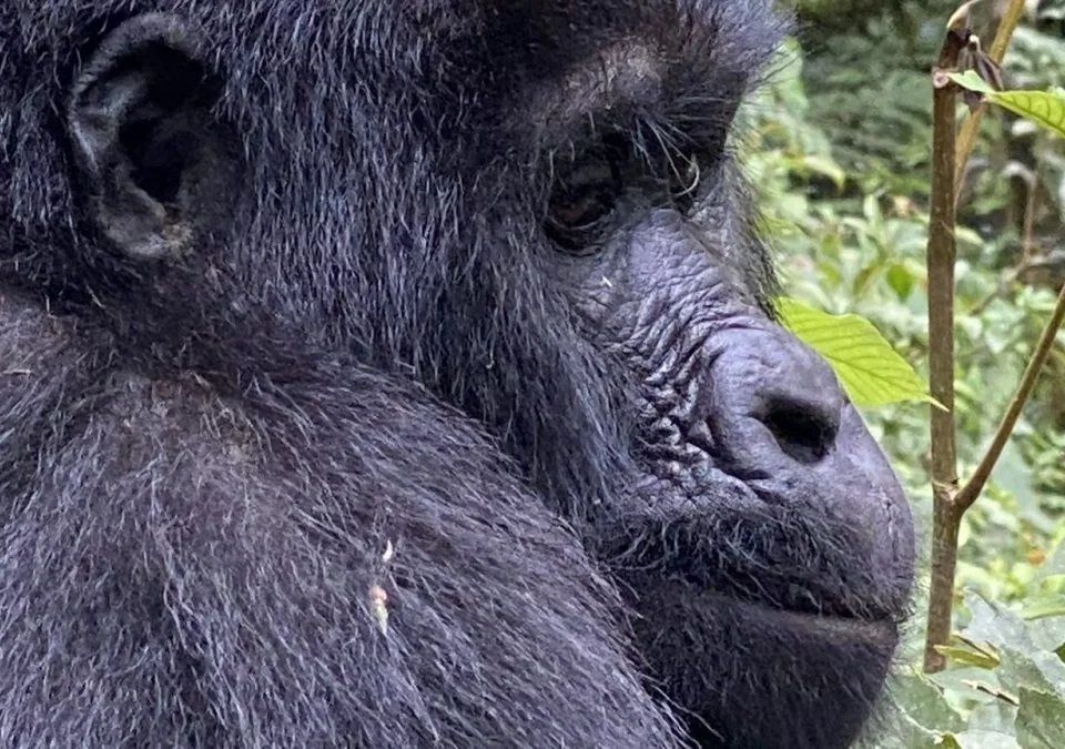 7-days-uganda-rwanda-combined-safari-guide