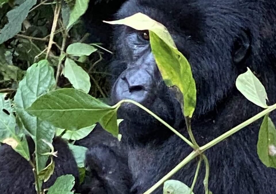 can-i-combine-big-five-and-gorilla-safari-in-uganda