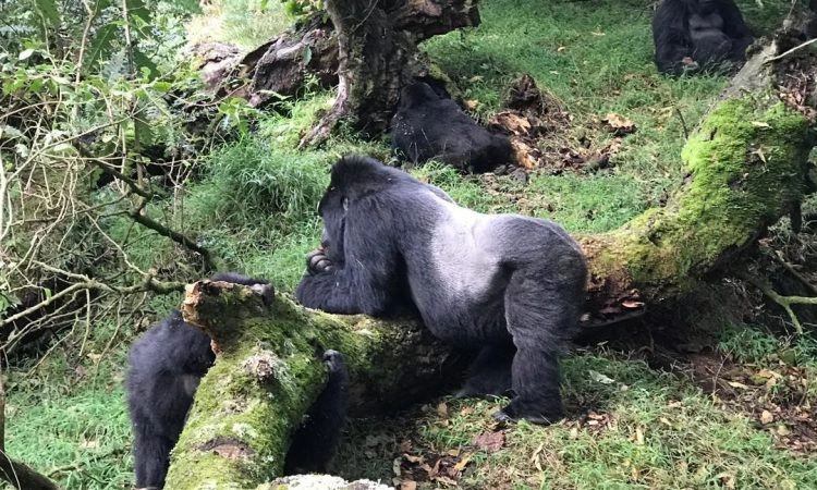 gorilla-safari-planning-tips-for-rwanda