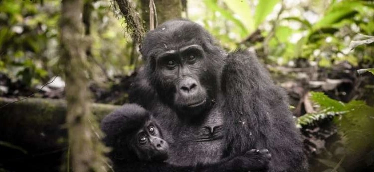 best-time-for-gorilla-trekking-in-uganda-and-rwanda