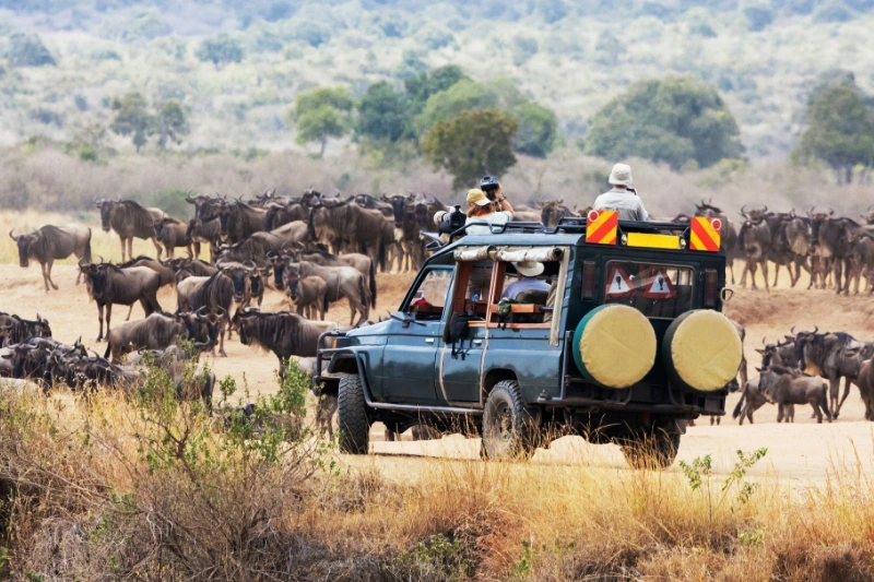 can-i-combine-gorilla-trekking-in-uganda-and-rwanda-safari