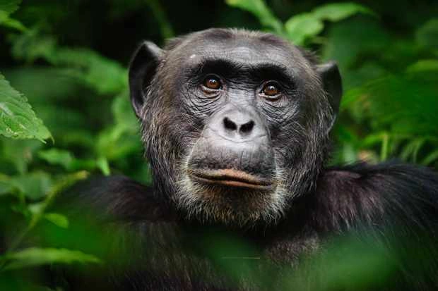 eco-tourism-and-conservation-in-kibale-forest
