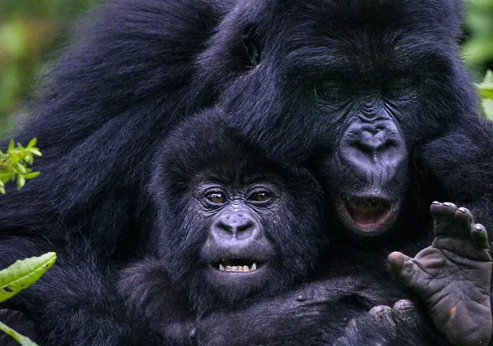best-short-gorilla-safaris-in-rwanda