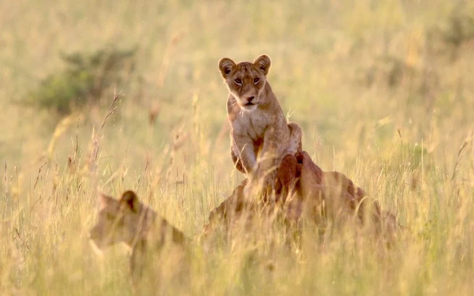 big-five-safari-in-uganda-where-to-see-lions-elephants-more