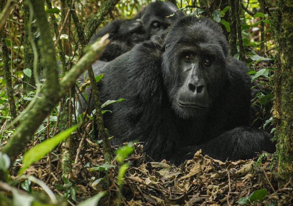 gorilla-trekking-in-volcanoes-national-park