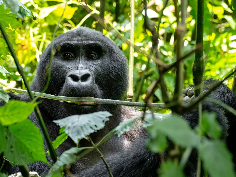 best-short-gorilla-tours-in-uganda