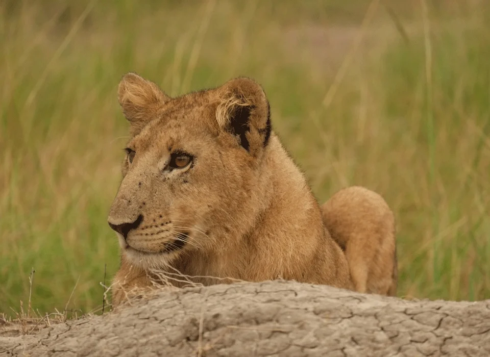 how-much-does-a-uganda-safari-cost