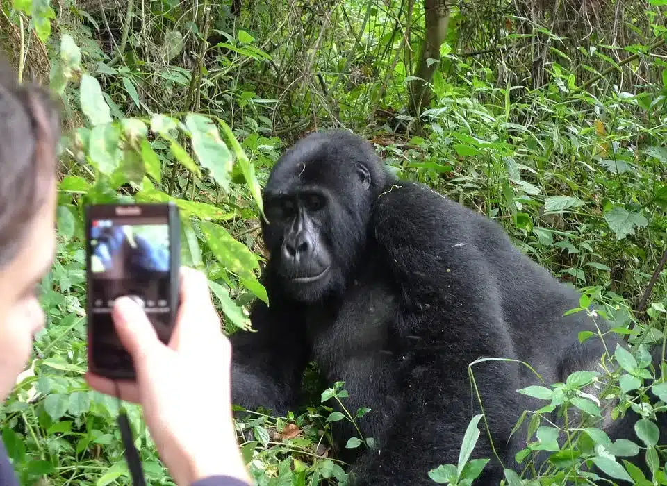 mistakes-to-avoid-when-booking-a-gorilla-safari