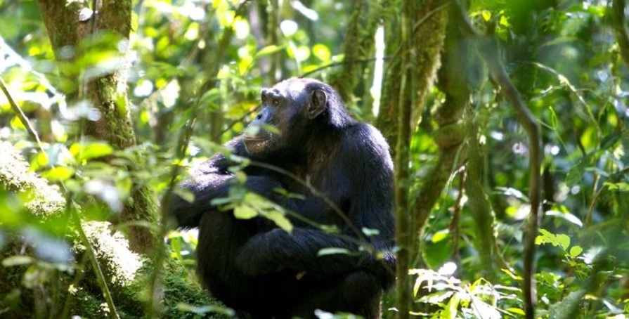 chimpanzee-tracking-in-uganda-for-first-time-visitors