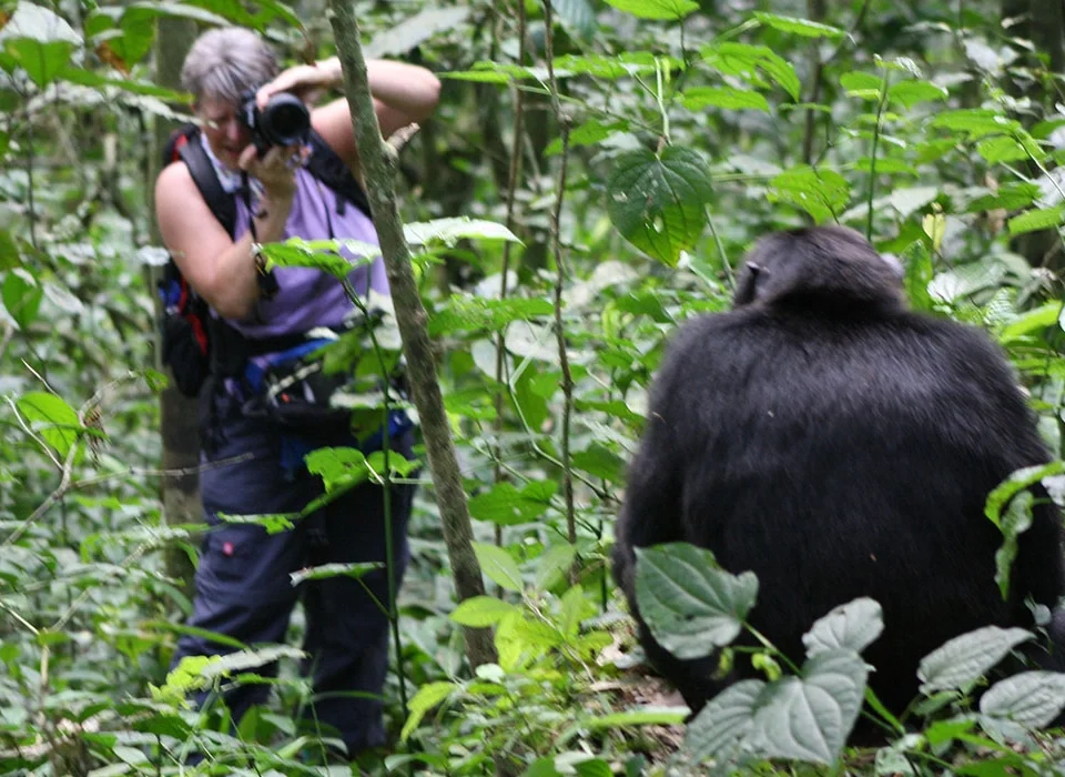 best-safari-itineraries-including-chimpanzee-tracking