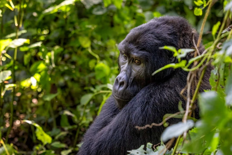 game-safari-in-uganda-with-gorilla-trekking