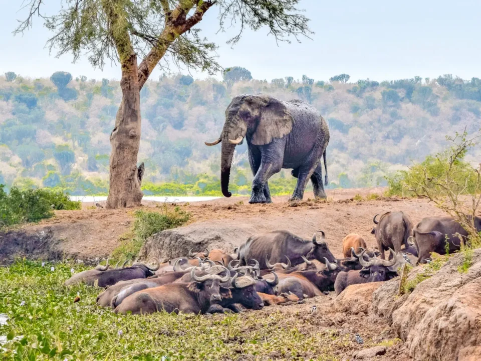a-day-on-safari-in-queen-elizabeth-national-park