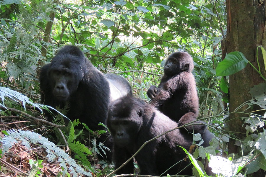 gorilla-trekking-in-ruhija-sector-bwindi