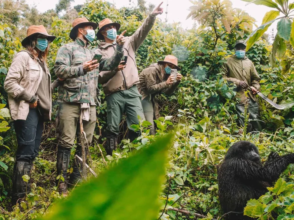 how-much-does-gorilla-safari-cost-in-rwanda