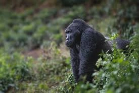 uganda-vs-rwanda-gorilla-permit-price-comparison