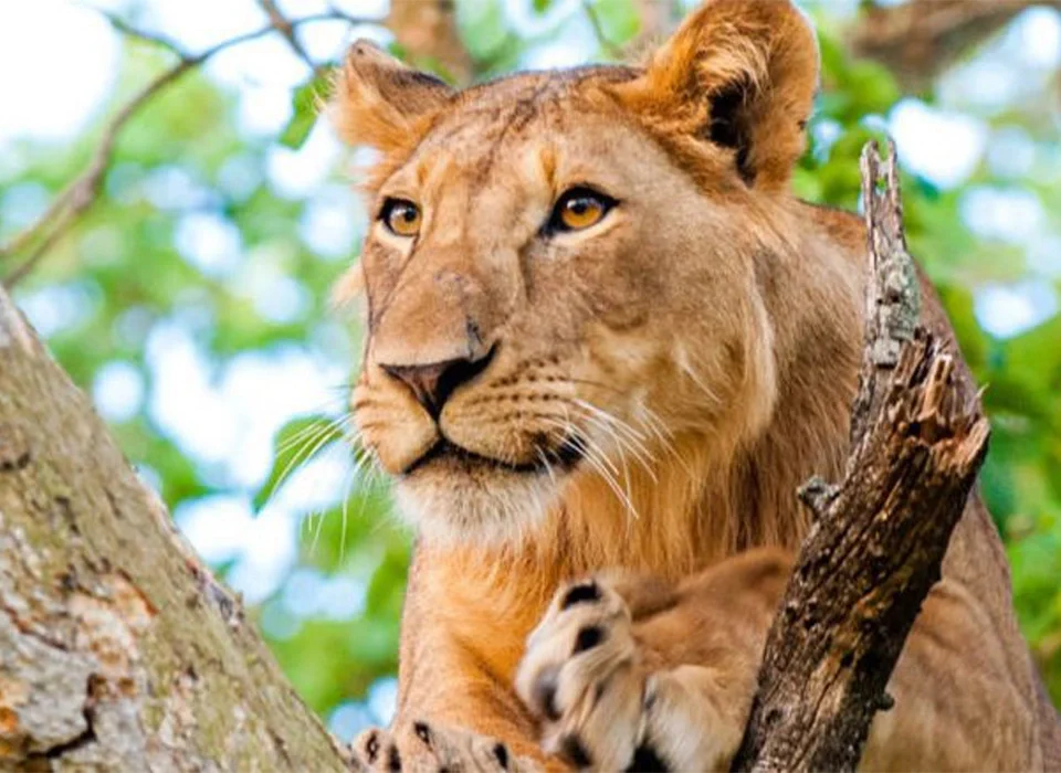10-animals-you-must-see-on-a-safari-in-uganda
