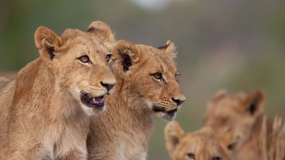 uganda-rwanda-combining-safaris