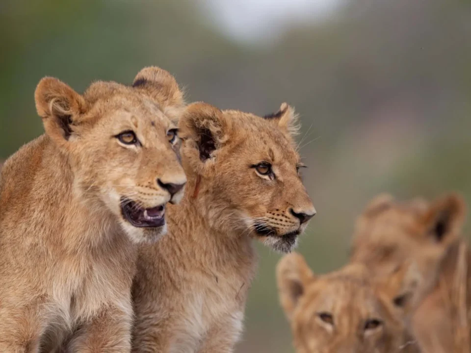 uganda-rwanda-combining-safaris