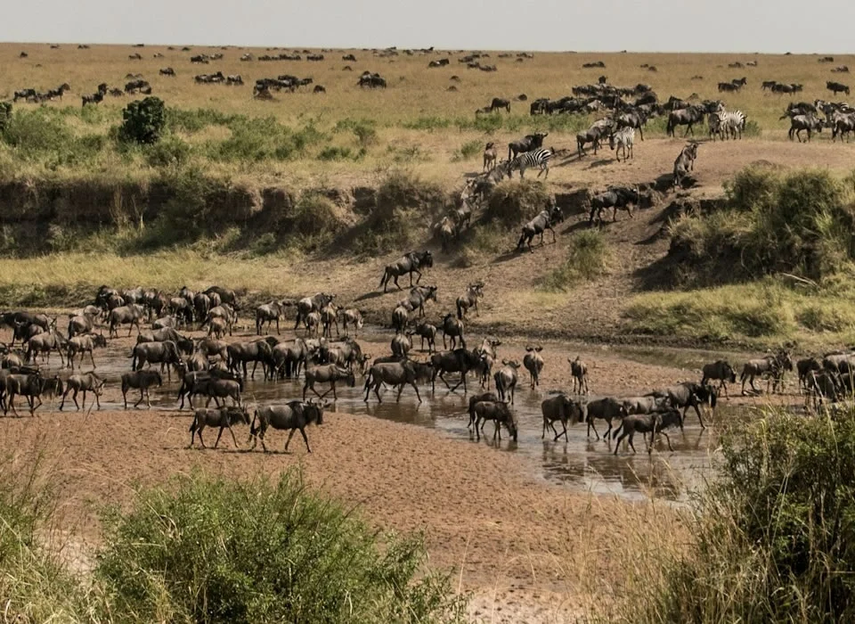 uganda-vs-kenya-vs-tanzania-which-safari-is-best