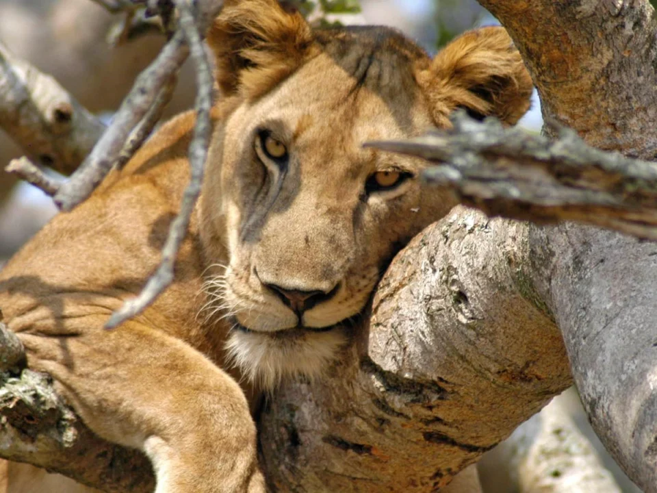 top-animals-to-see-on-a-uganda-game-drive-safari