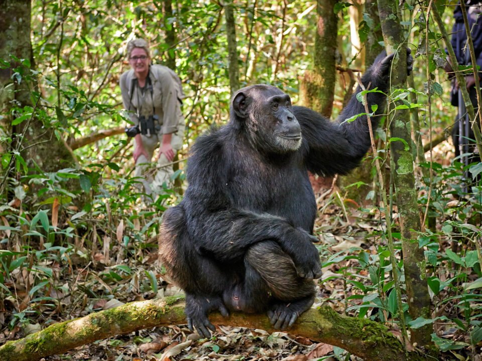 eco-tourism-and-conservation-in-kibale-forest