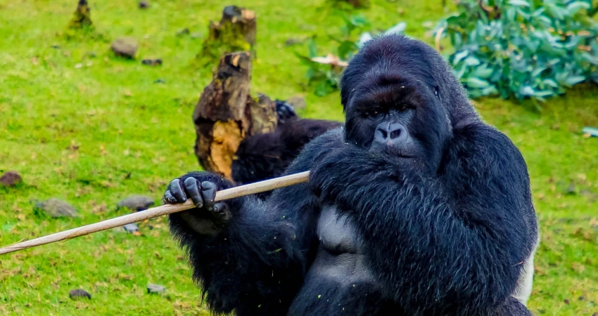 budget-gorilla-trekking-tours-in-uganda