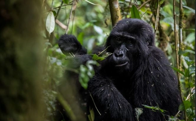 from-kigali-to-wildlife-gorillas-in-uganda