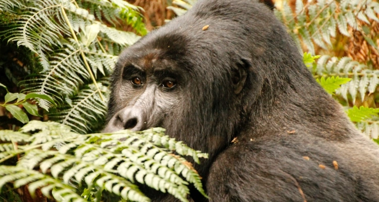 why-bwindi-impenetrable-forest-is-famous