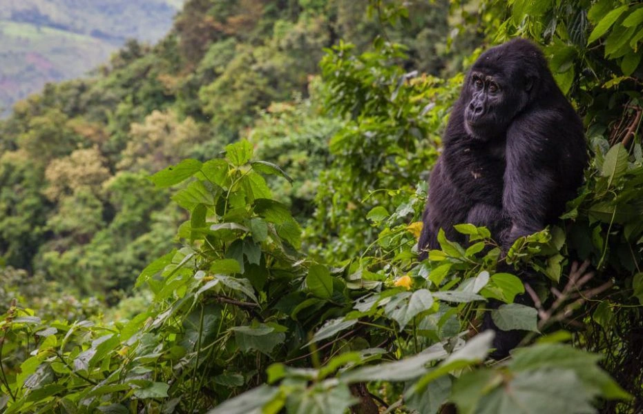gorilla-trekking-for-seniors-in-uganda